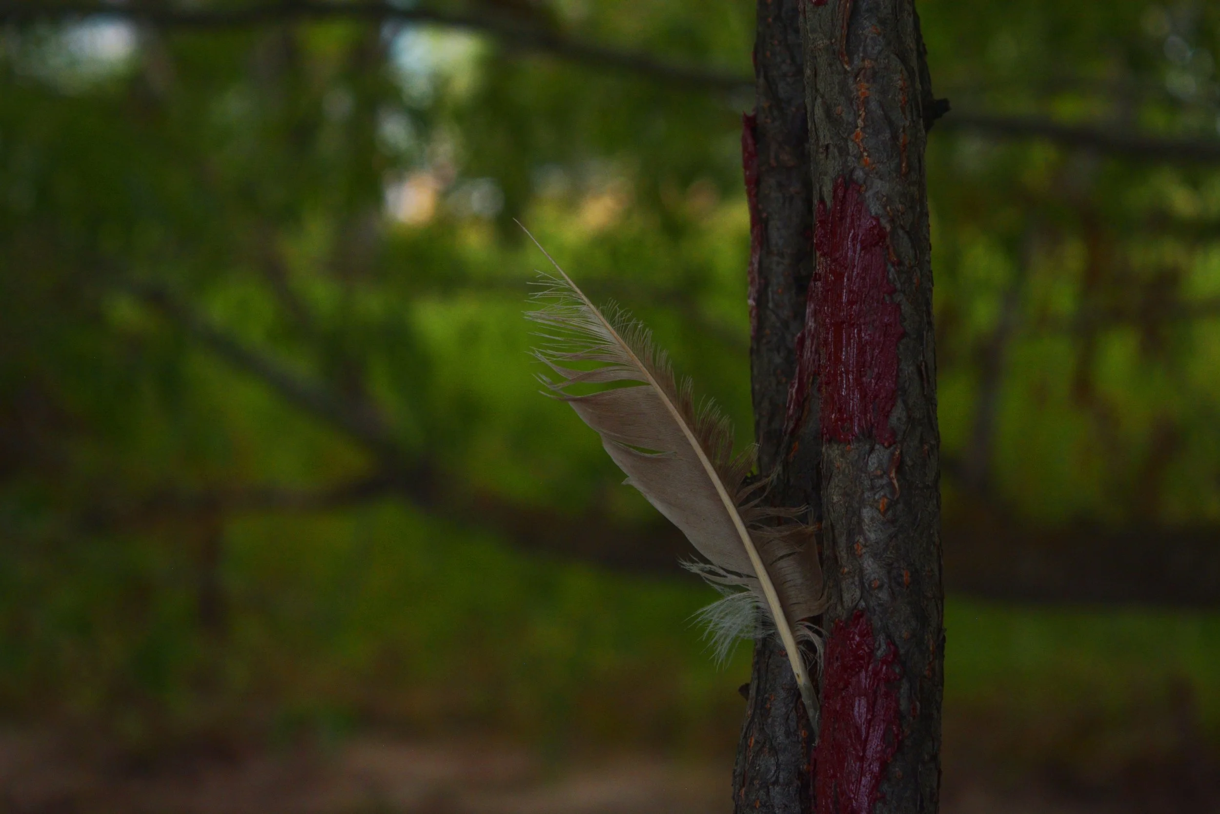 feather ocean and soil.jpg