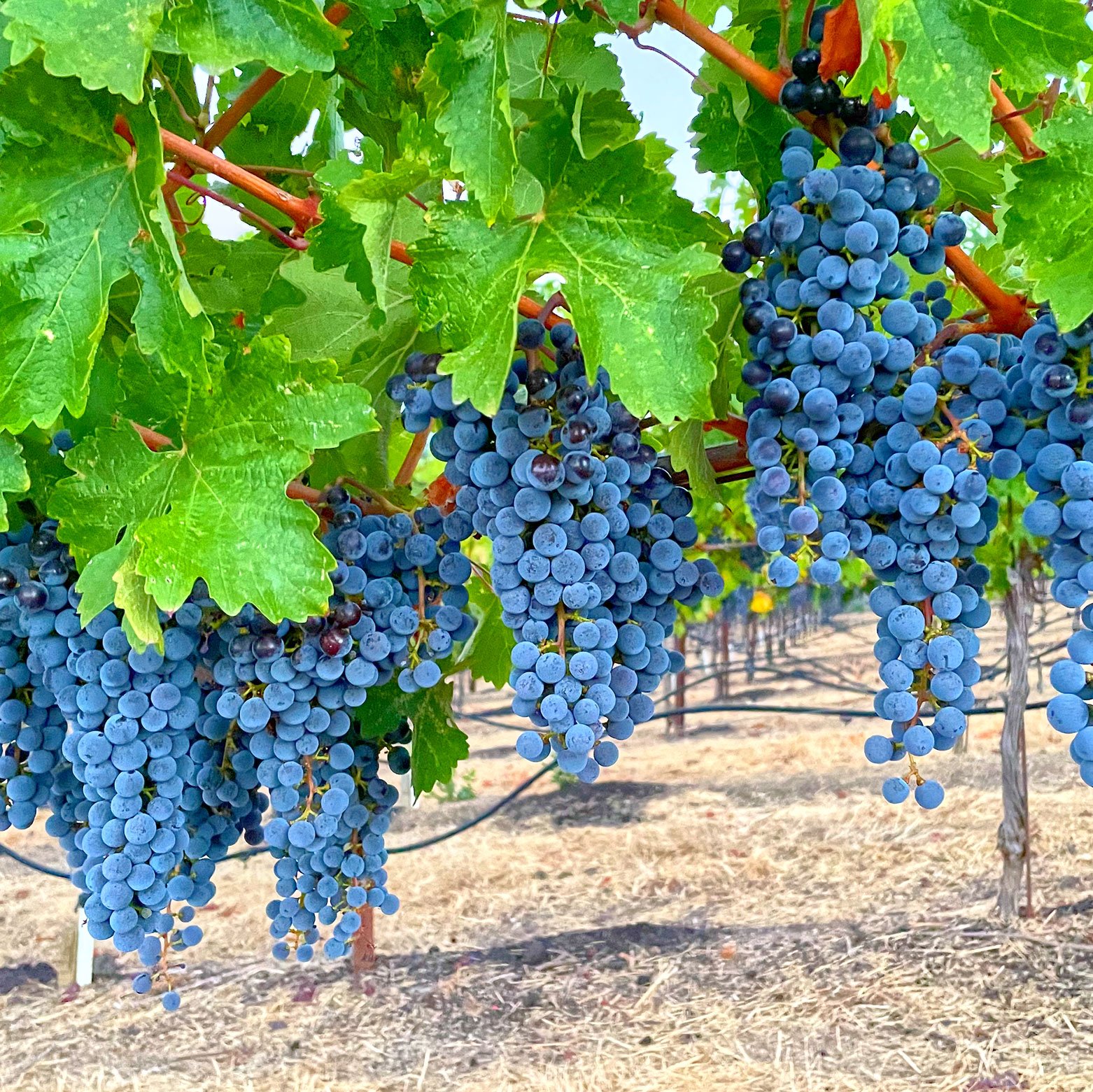 A view of the Alexander Valley in Sonoma
