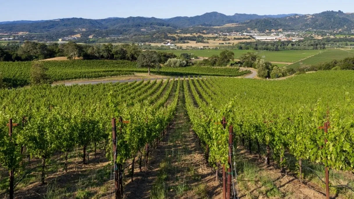 Rows of grapevines