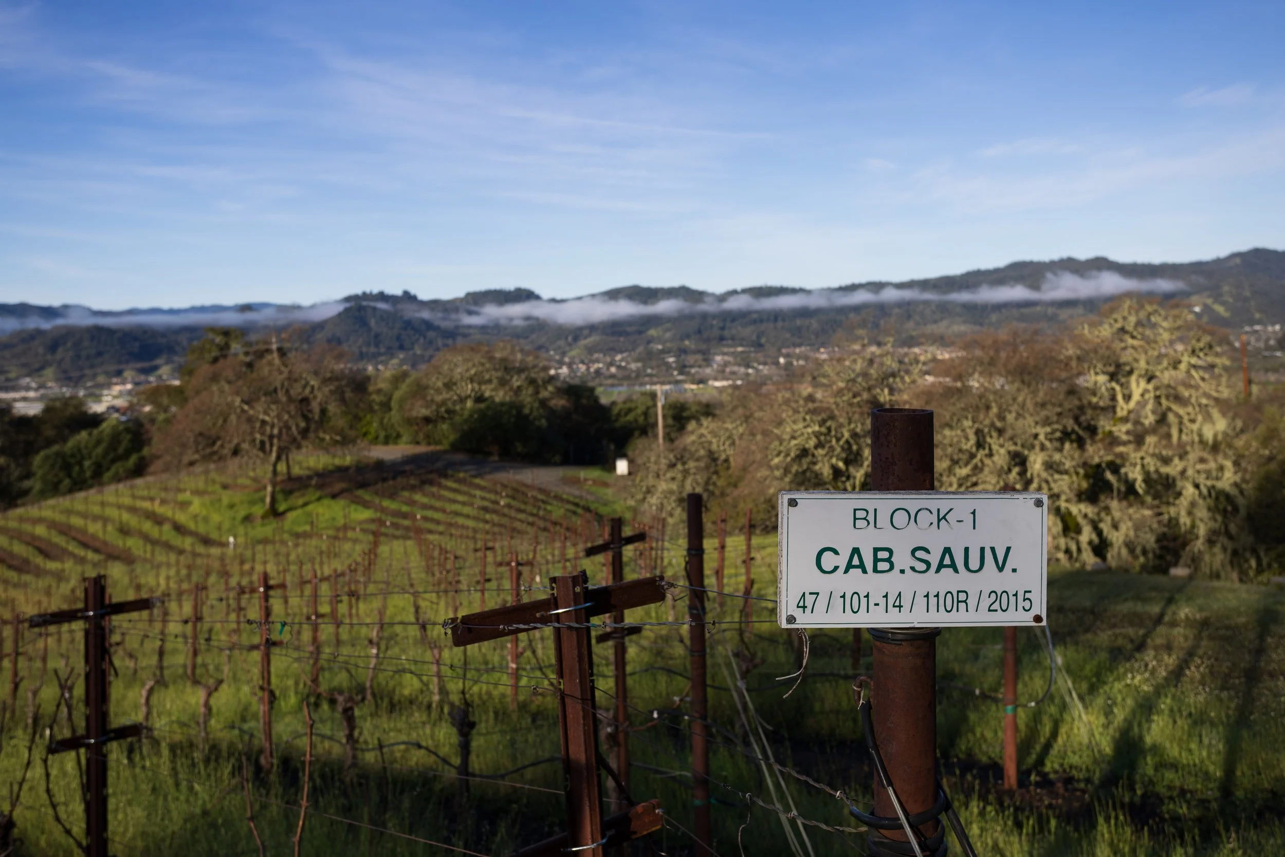 Field marker sign in field of grape vines