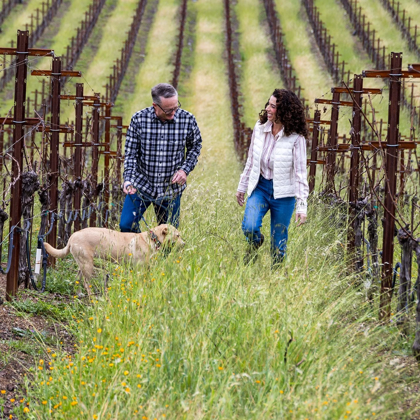 Two people walking through a vineyard with a dog, surrounded by rows of grapevines and tall grass.