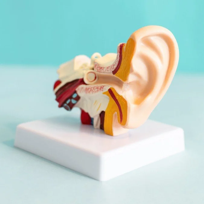 Maquette médical d'une oreille
