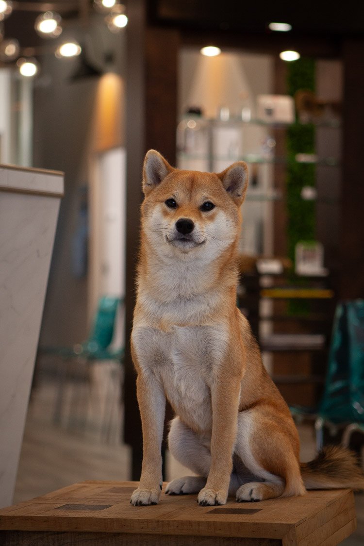 Chien