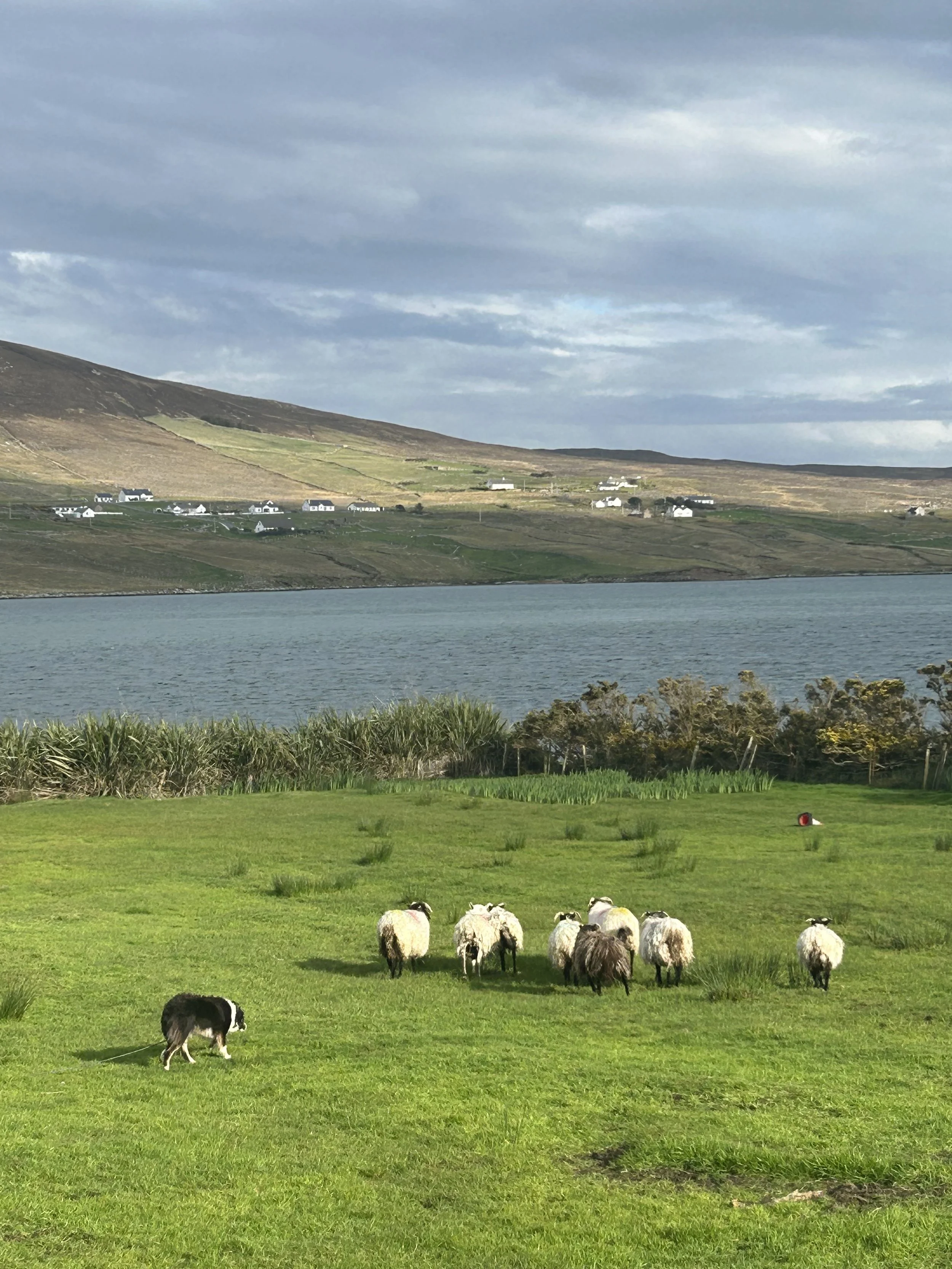 Green grassy field with a flock of sheep, some dogs, Achill's Atlantic waters in the background, hills, and a cloudy sky.
