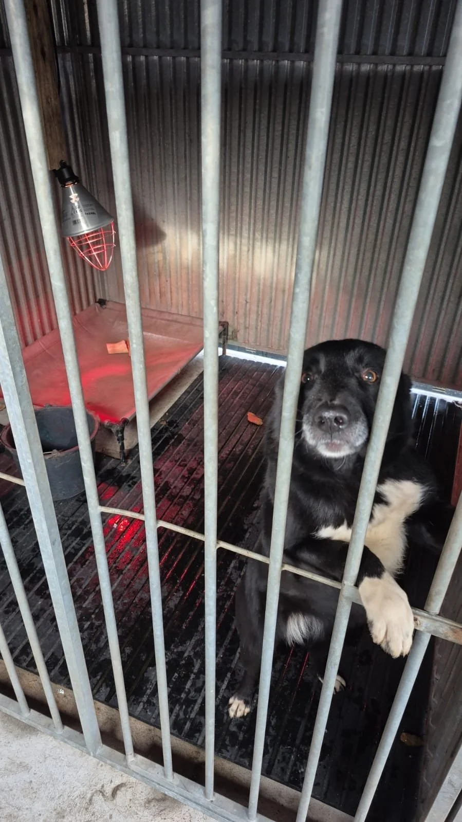 A black and white dog inside a metal kennel with vertical bars, a raised bed, a heat lamp, and some scattered food or bedding items.