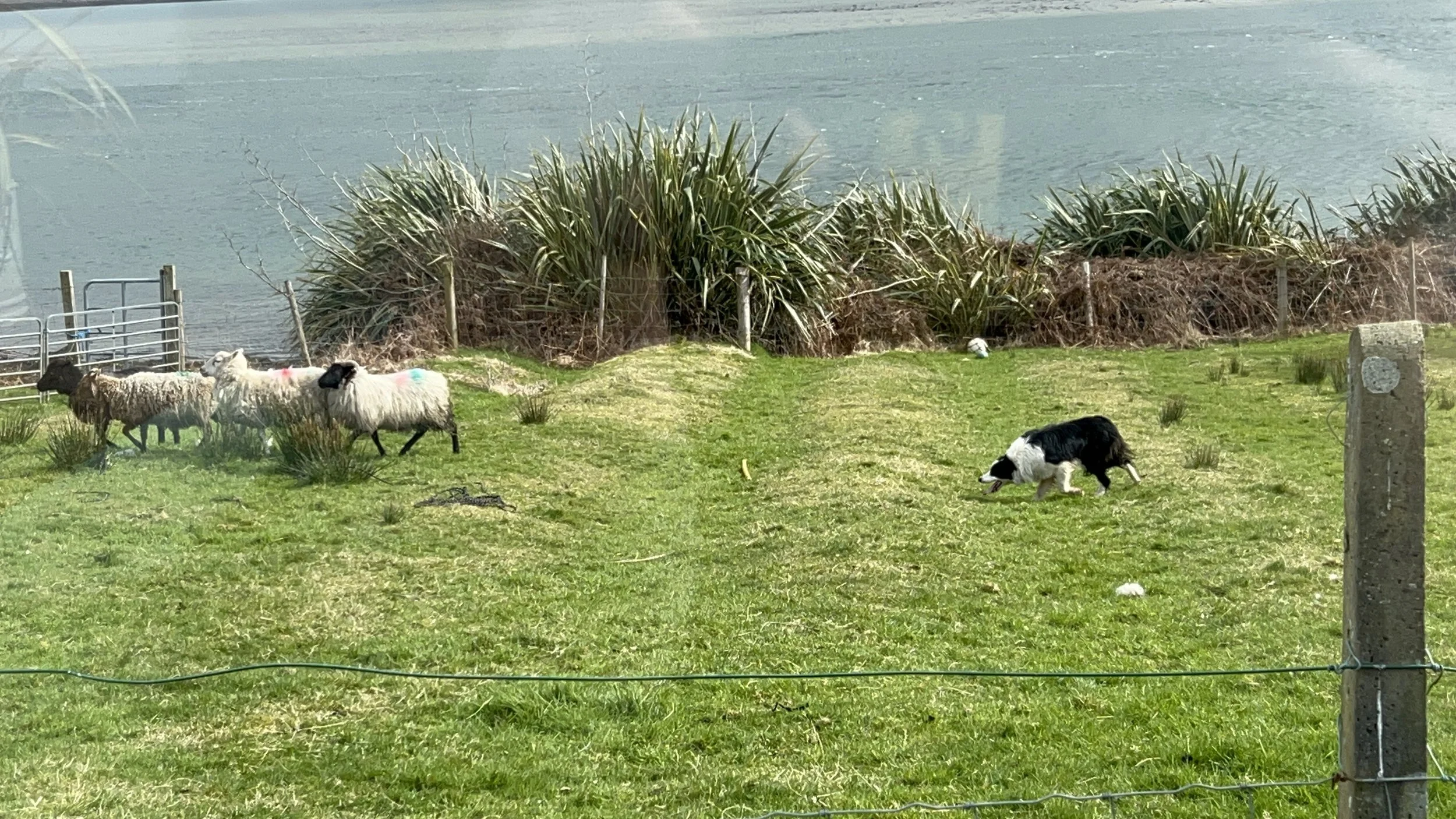 A black and white dog chasing a ball on a grassy field near water, with sheep and bushes in the background.