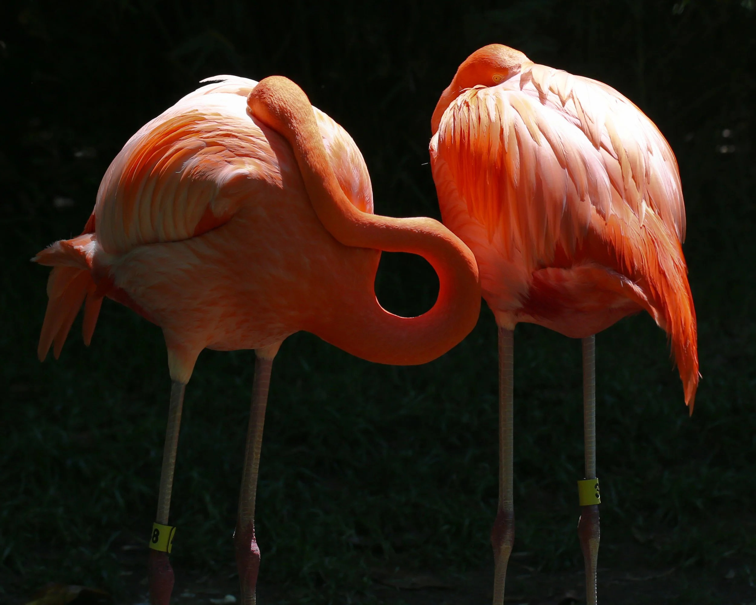 Fine Art Prints Flamingo No.3