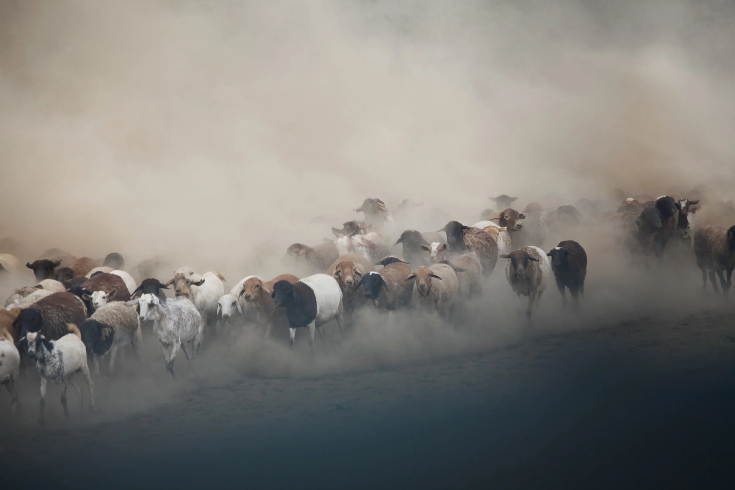 A large herd of sheep walking through a dusty, foggy field.