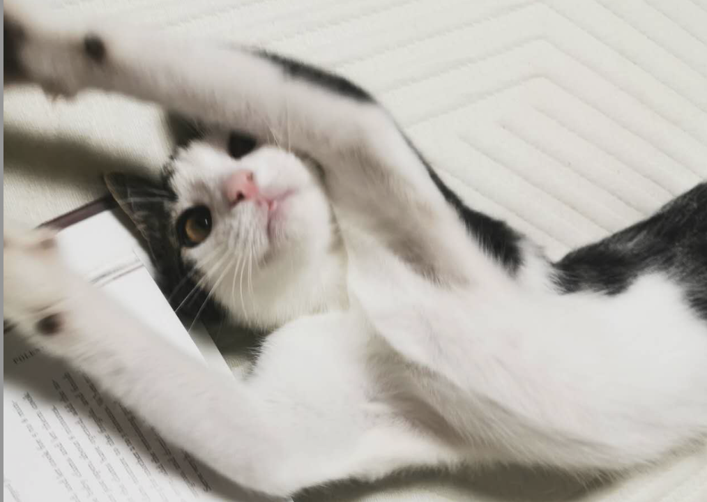 oli不看书.jpg