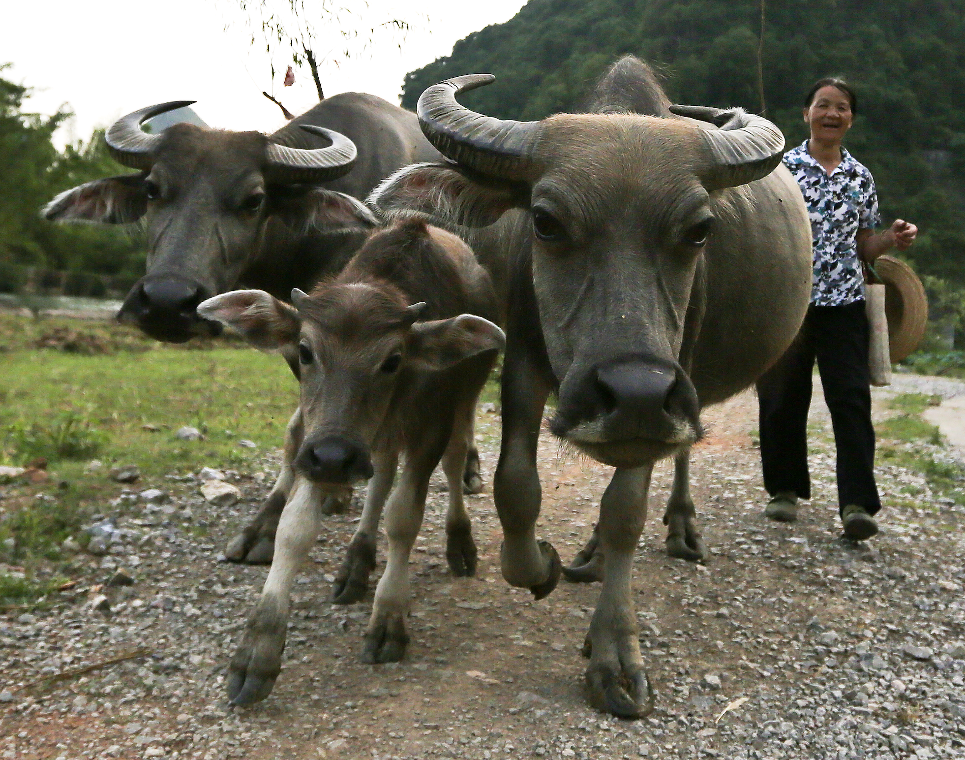 A woman standing outdoors with a group of water buffalo, including calves, on a grassy and rocky area with trees and hills in the background.