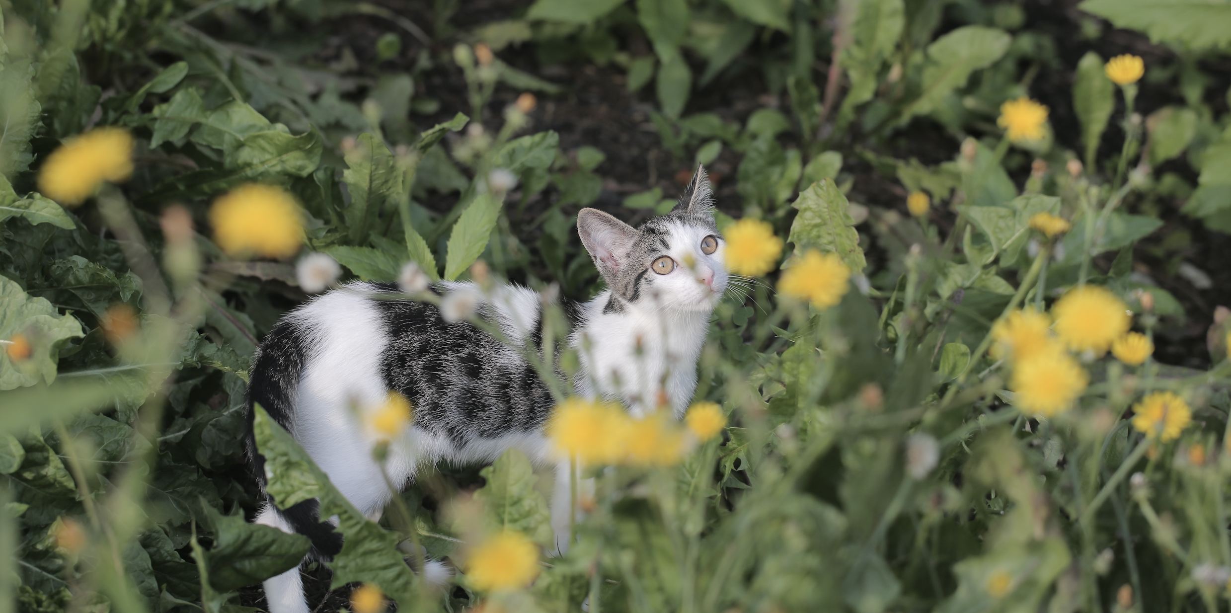 Cinematic pet portrait of a black and white kitten standing among green plants and yellow flowers, soft natural light and shallow depth of field, photography by Jing Xiao