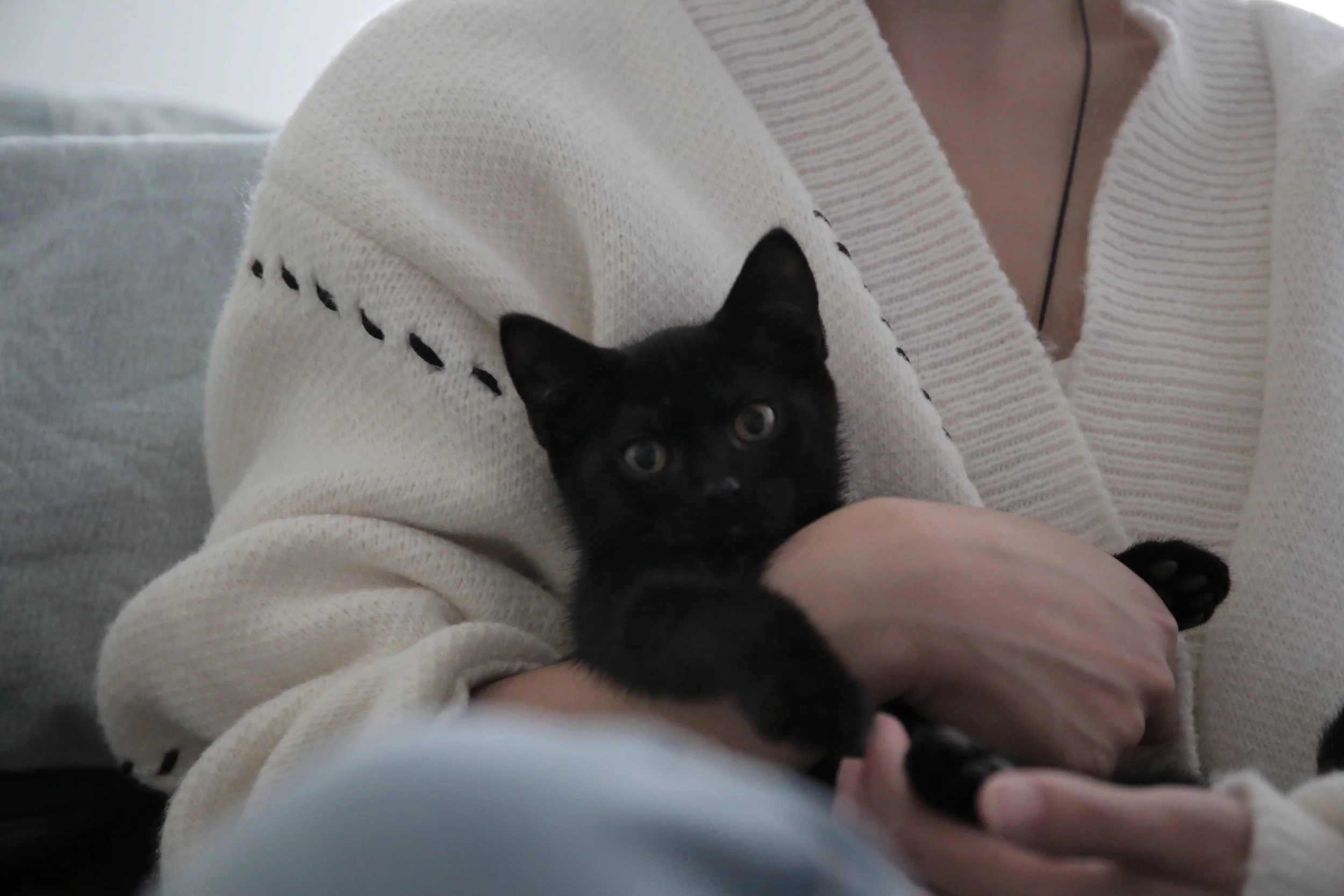 小黑猫.JPG