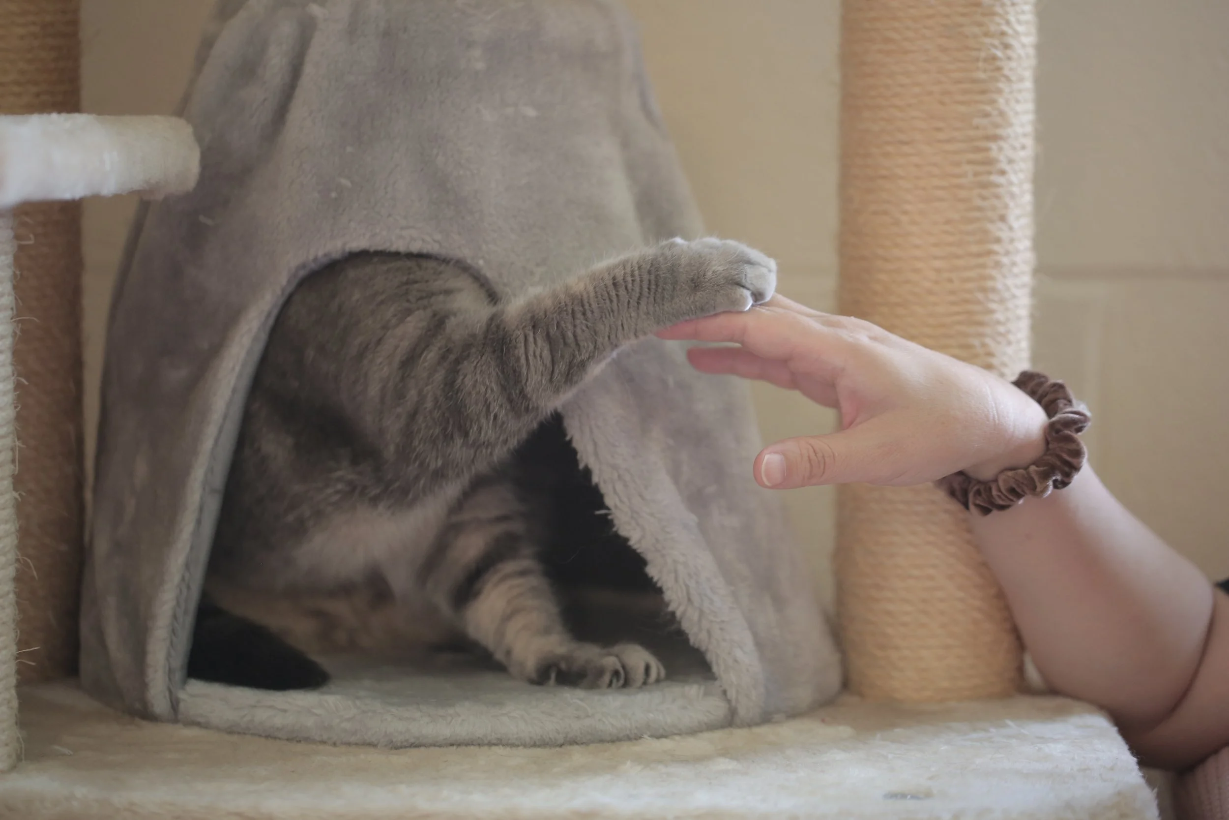 Cinematic pet and human interaction portrait of a cat paw gently shaking hands with a person, symbolizing trust and connection between animals and humans, soft natural light with shallow depth of field, intimate close-up composition, photography by J