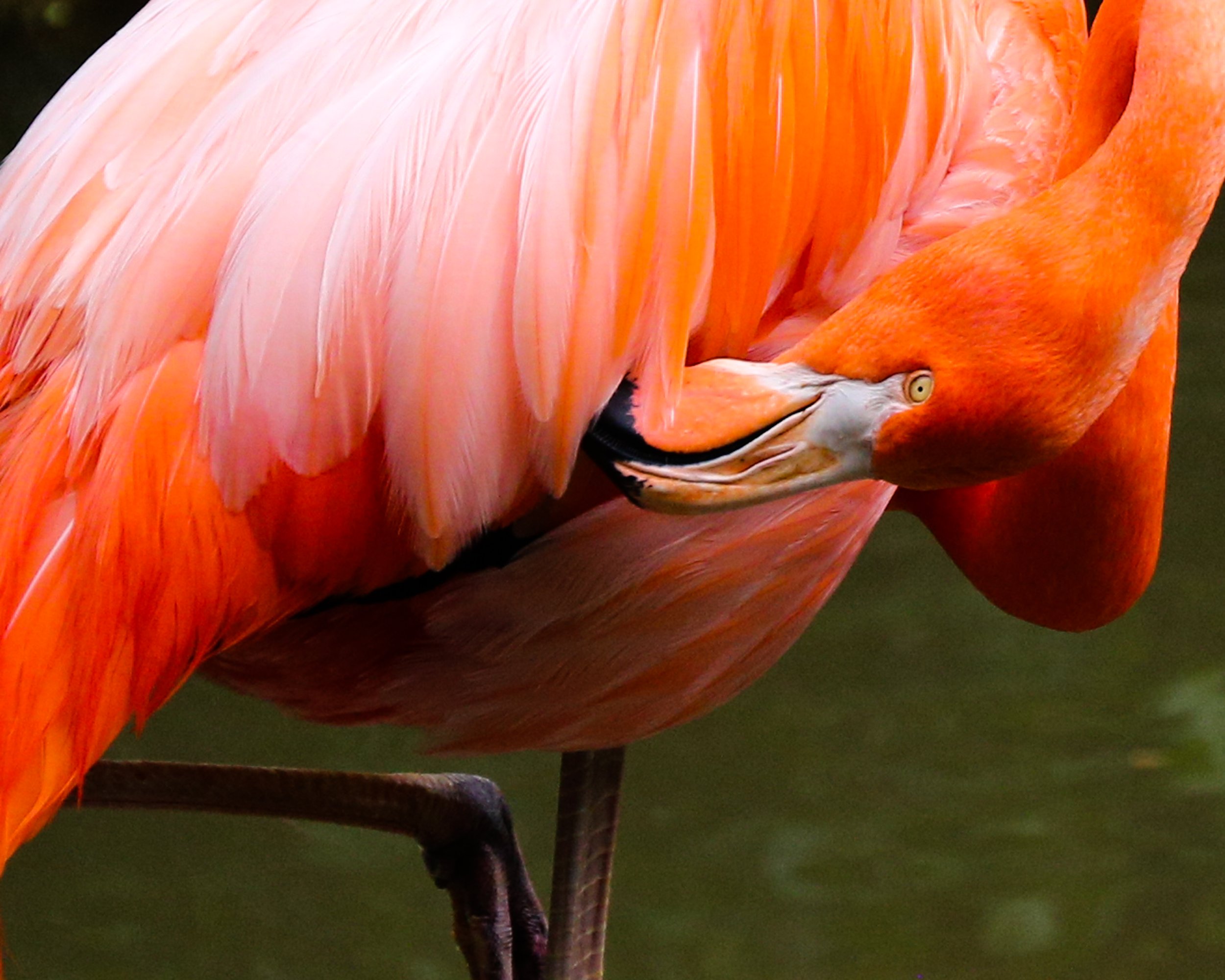 Fine Art Prints Flamingo No. 1