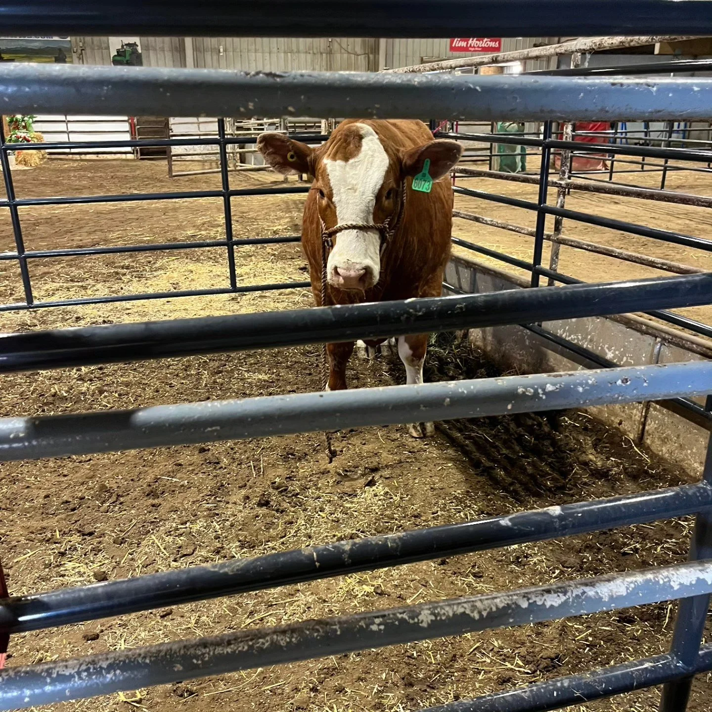 Gratitude, Community, and Celebration: Longview 4-H Beef Club Show &amp; Sale