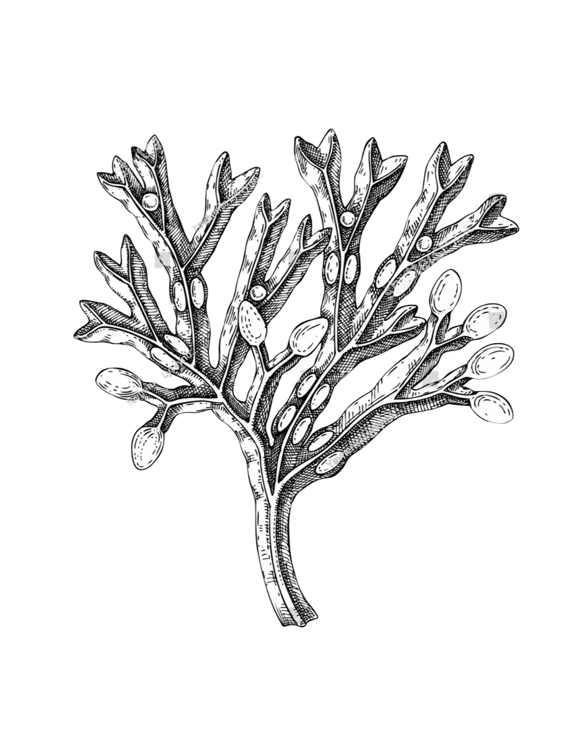 Grand Shores logo of bladderwrack seaweed