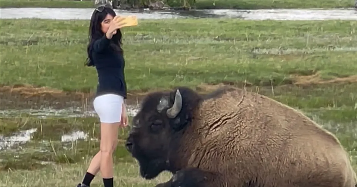 Charged With Approaching or Disturbing Wildlife in Grand Teton or Yellowstone? Why You Should Talk to an Attorney Before Pleading Guilty