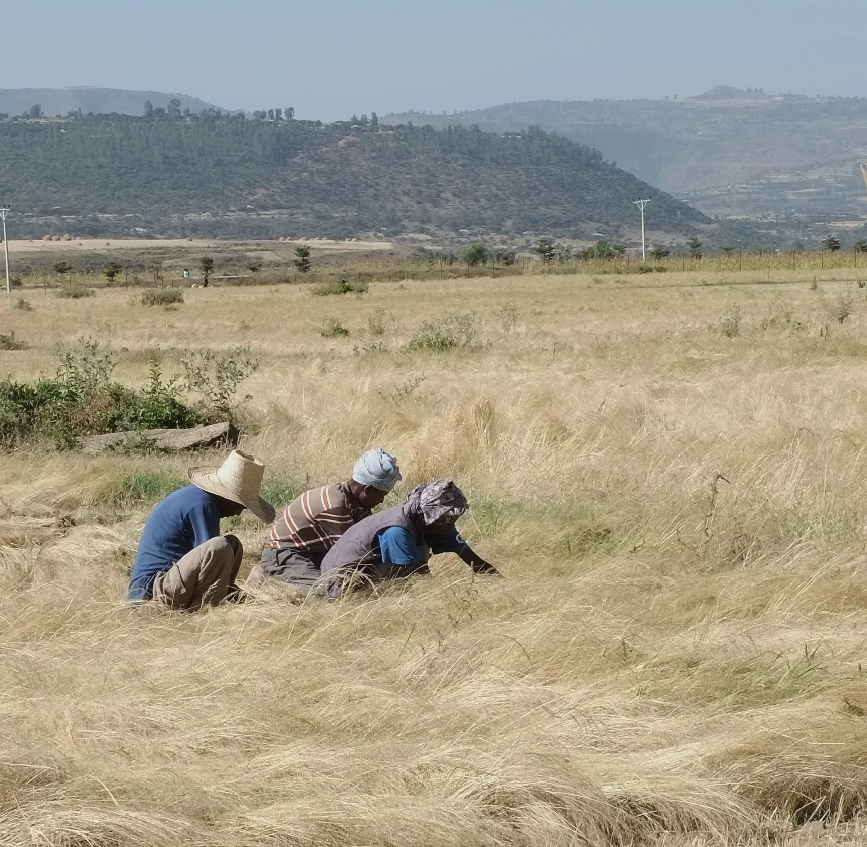 XE1 Ethiopia 2050_1.jpg