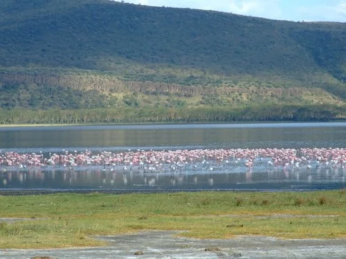 Lake Nakuru Kenya.jpg