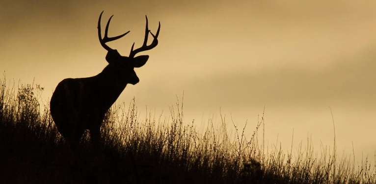 5 Tips Every Hunting Newbie Should Know
