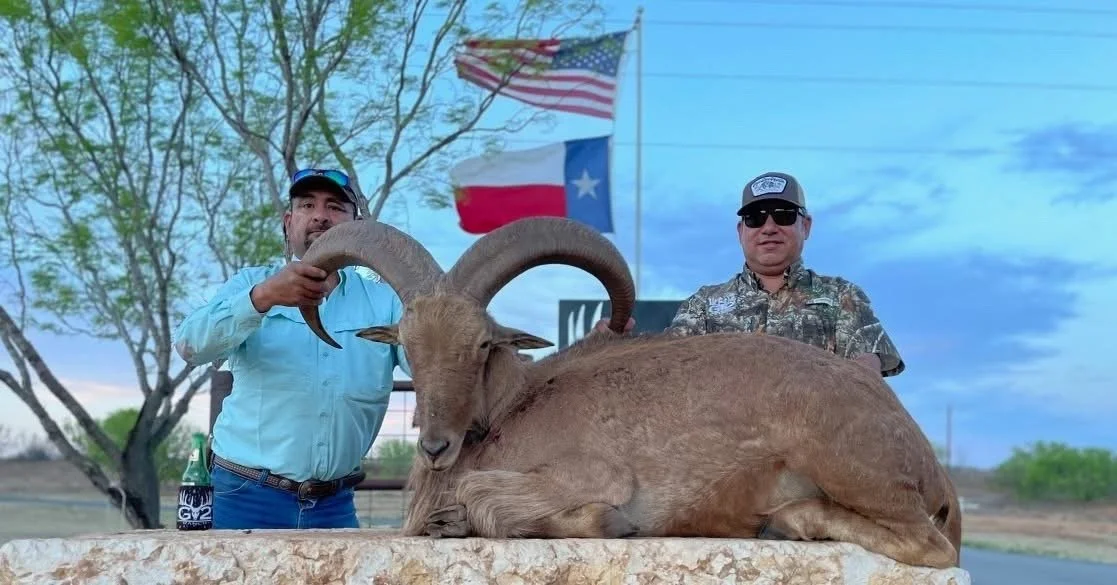 Aoudad Hunt Texas Sheep Texas Hunting Exotic Exotics.JPG