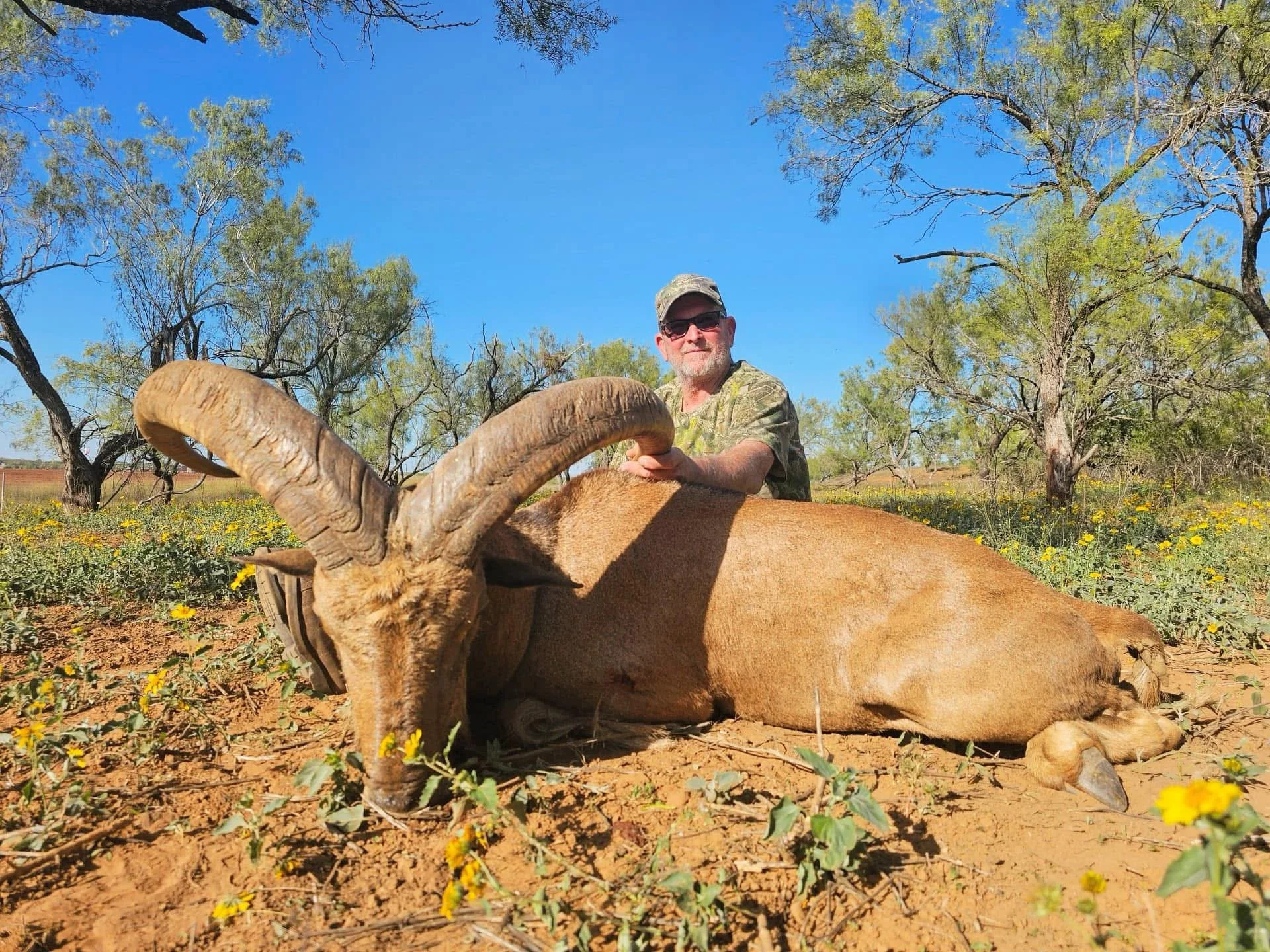 Aoudad Sheep Texas Hunt G2 Ranch Hunting Exotic Exotics.JPG