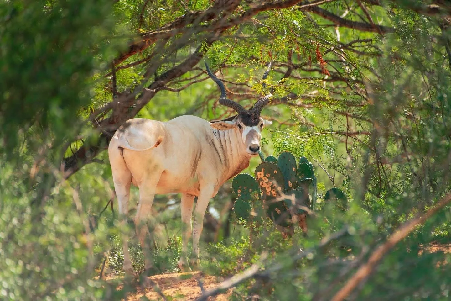 Addax Hunt Hunting G2 Ranch Texas Africa Safari Exotic Exotics.JPG
