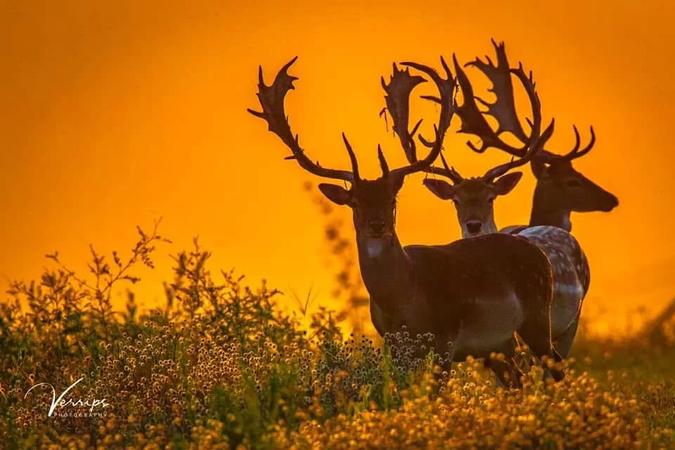 Fallow Trophy Buck Deer Hunt Hunting G2 Ranch Exotic Exotics.JPG