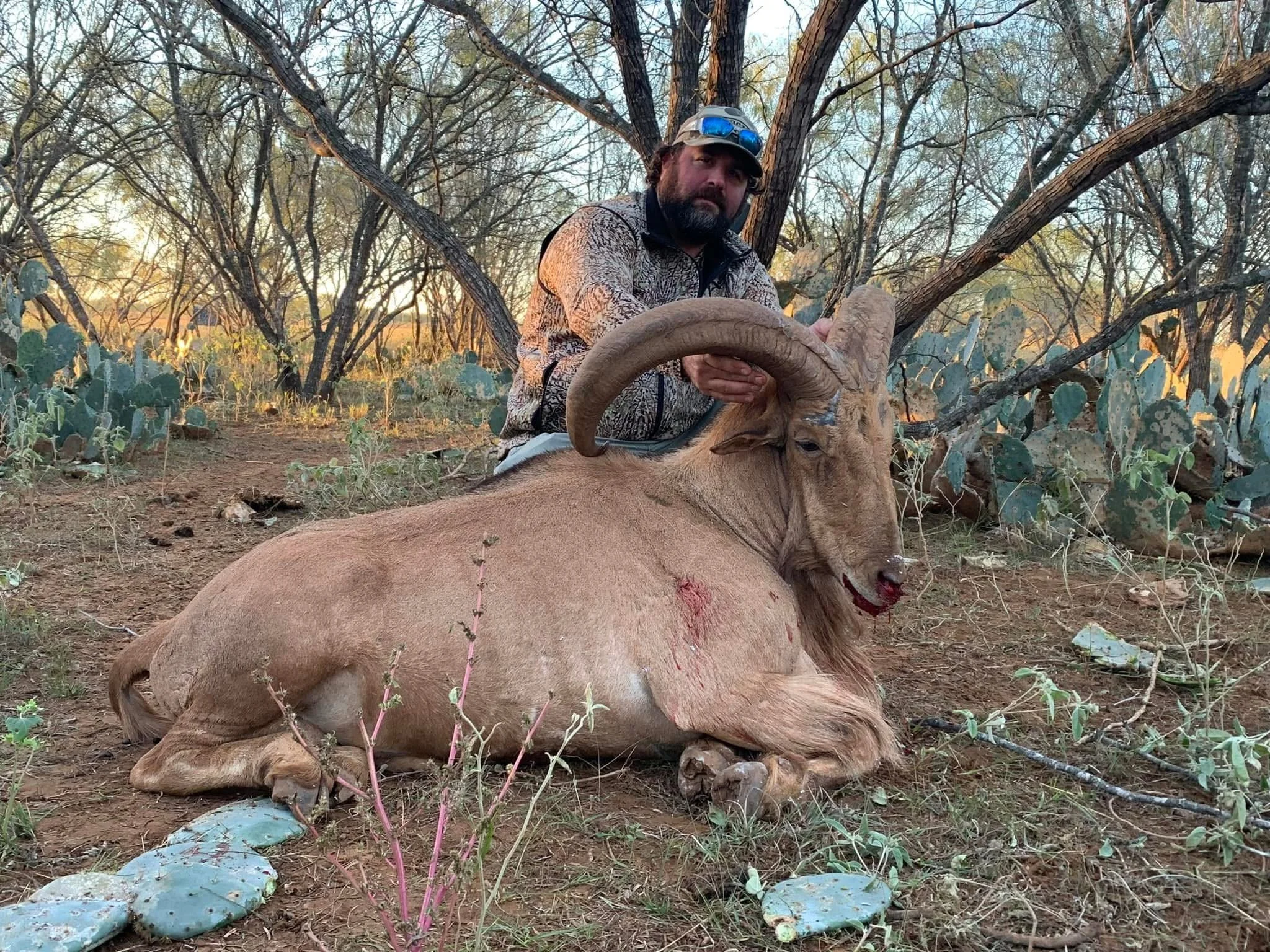 Aoudad Sheep Hunt Texas Hunting G2 Ranch Exotic Exotics Ram.JPG