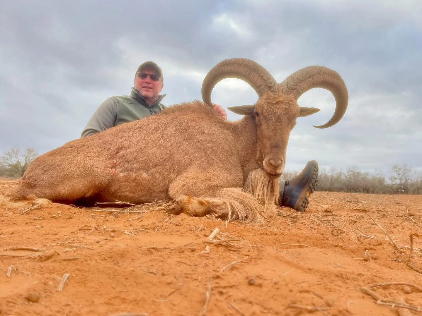 Aoudad Sheep Hunt Texas G2 Ranch Hunting Exotics.JPG