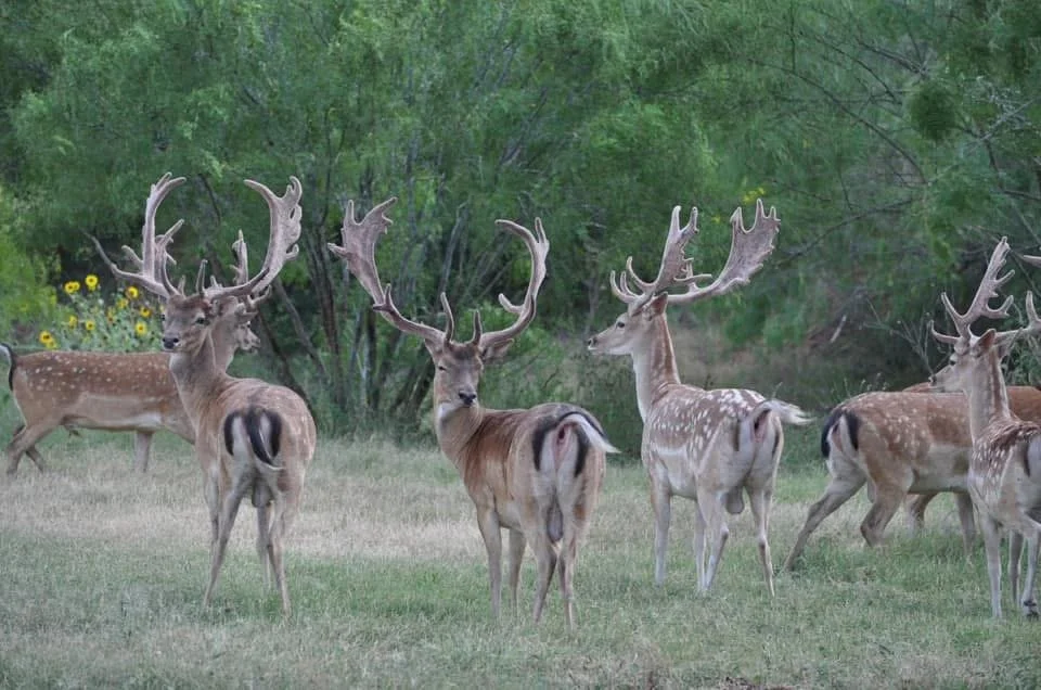 Velvet Fallow Deer Buck Texas Hunt G2 Ranch Trophy Hunting Exotic Exotics.JPG
