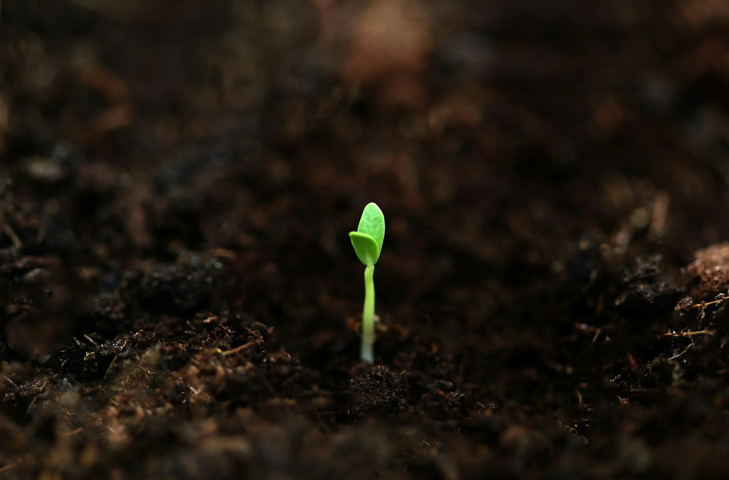 A small green sprout emerging from dark, rich soil.