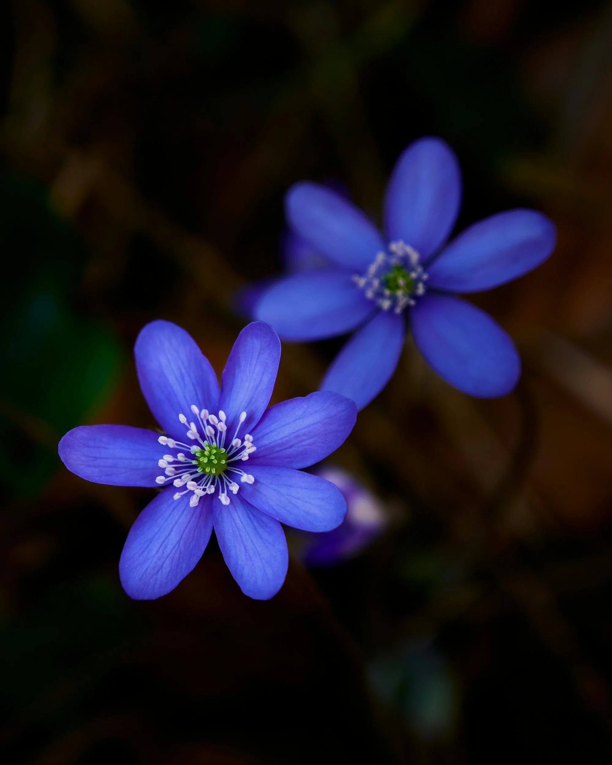 Close-up of a blue flower with multiple petals and white stamens, set against a dark, blurred background.