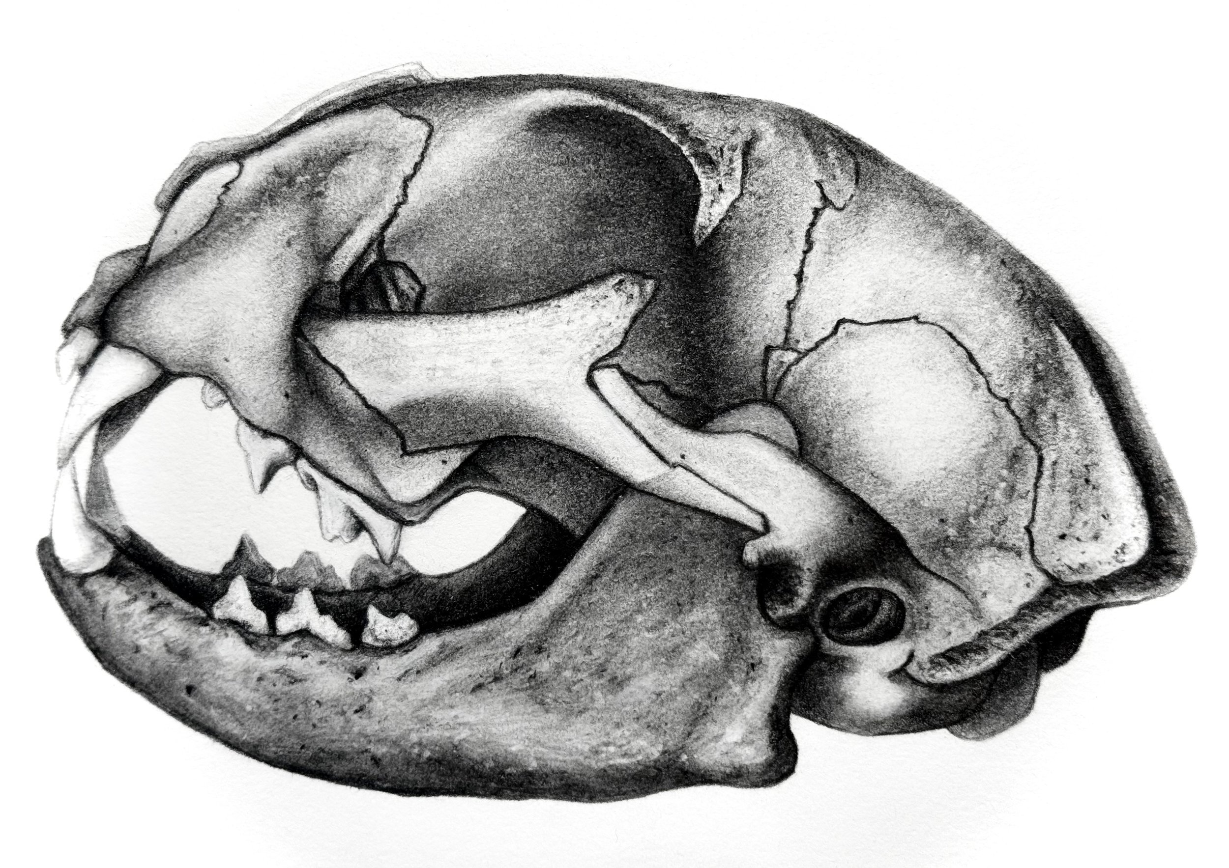 Domestic Cat Skull
5"x7"
Graphite on paper
2024