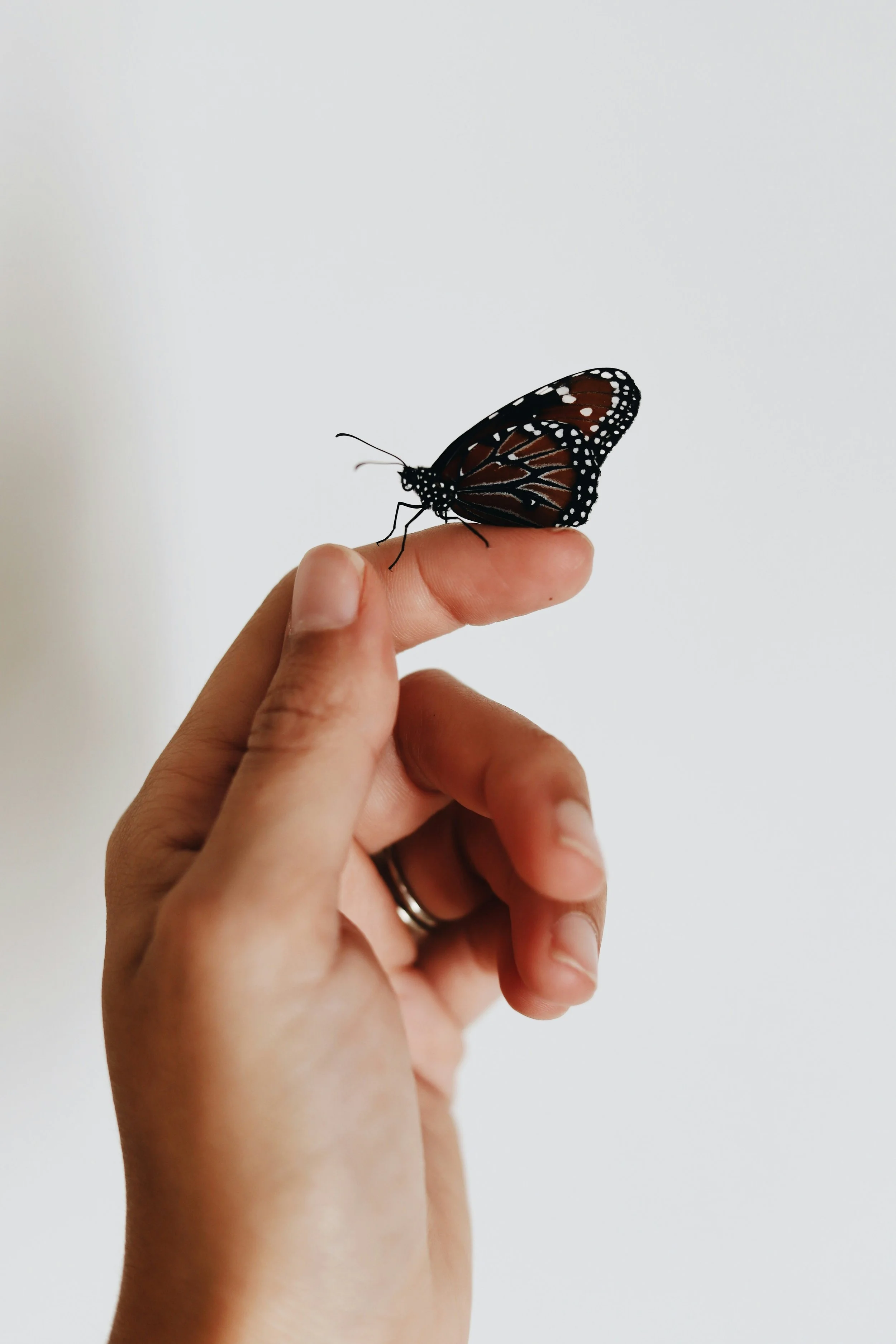 A person's hand holding a Monarch butterfly with orange, black, and white patterned wings against a plain white background.