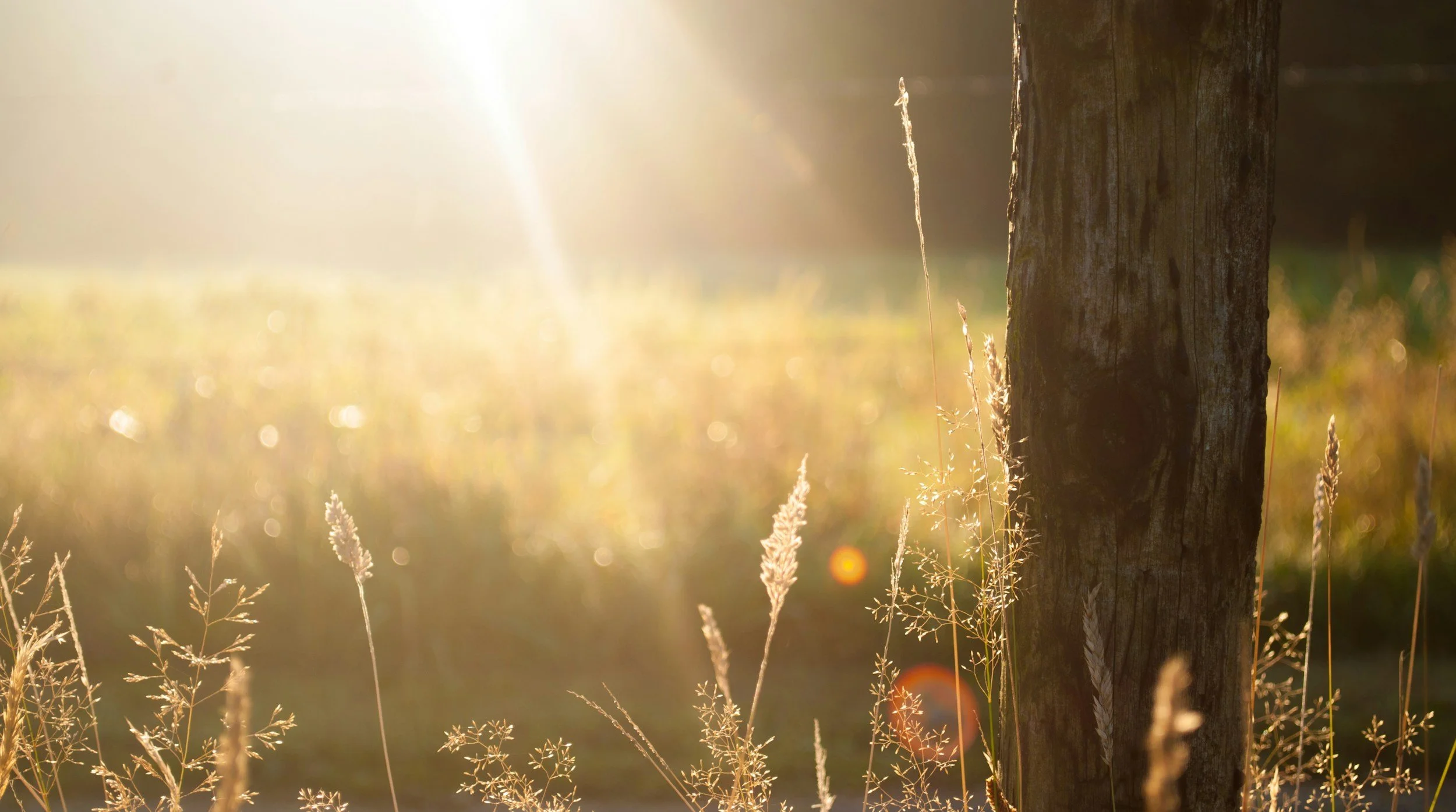 Close-up of a tree trunk with sunlight in the background, tall dry grass and plants in the foreground.