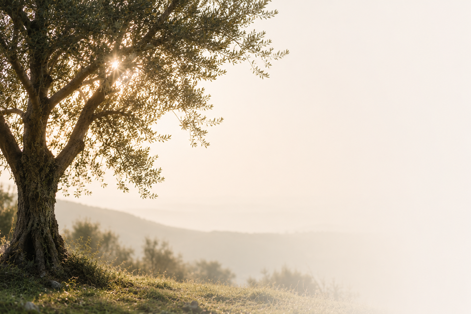 A large tree with sunlight shining through its branches on a grassy hill with a mountain in the background.