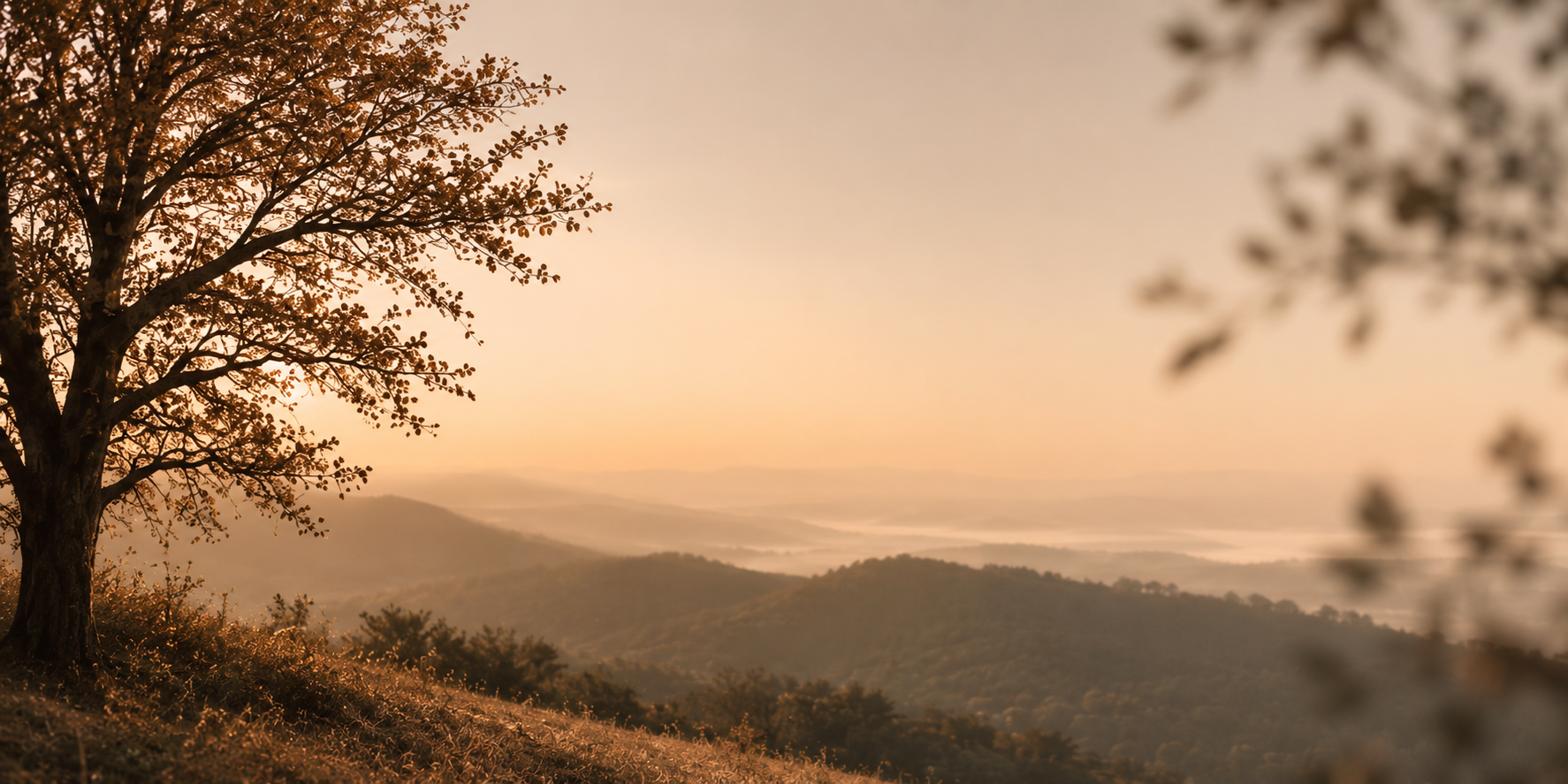 Sunset over rolling hills with a large tree in the foreground