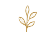 A simple illustration of a plant with several leaves in a gold color.