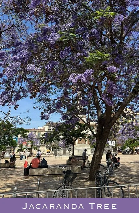 Jacaranda tree with purple flowers