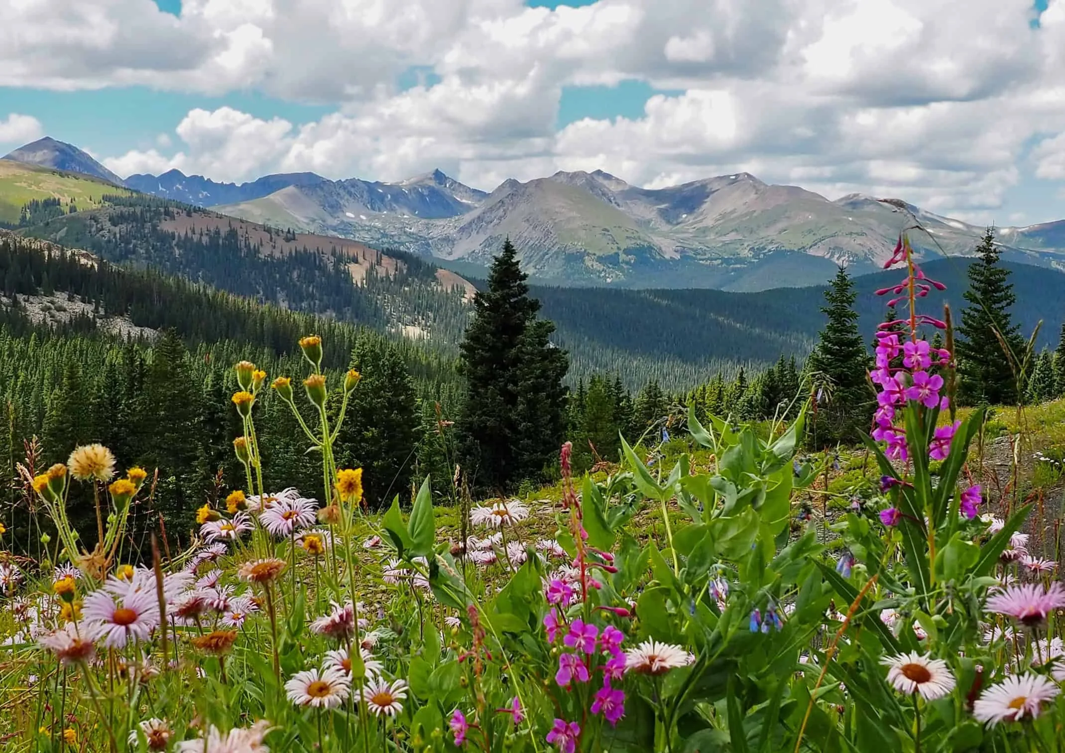 Wild flowers with mountain peaks in Breckenridge, Colorado