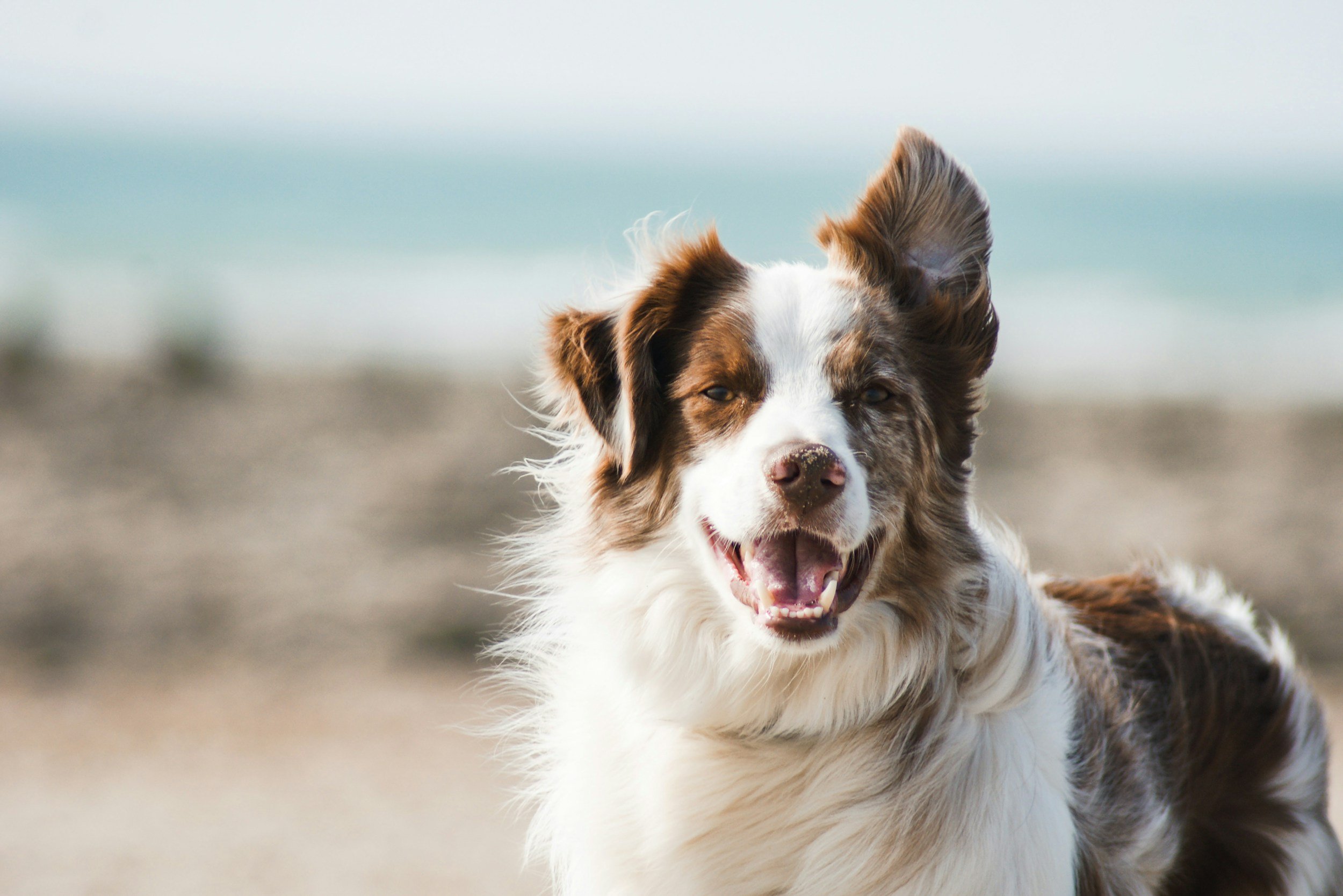 A happy Australian Shepherd dog running on a beach with a blurred ocean background.