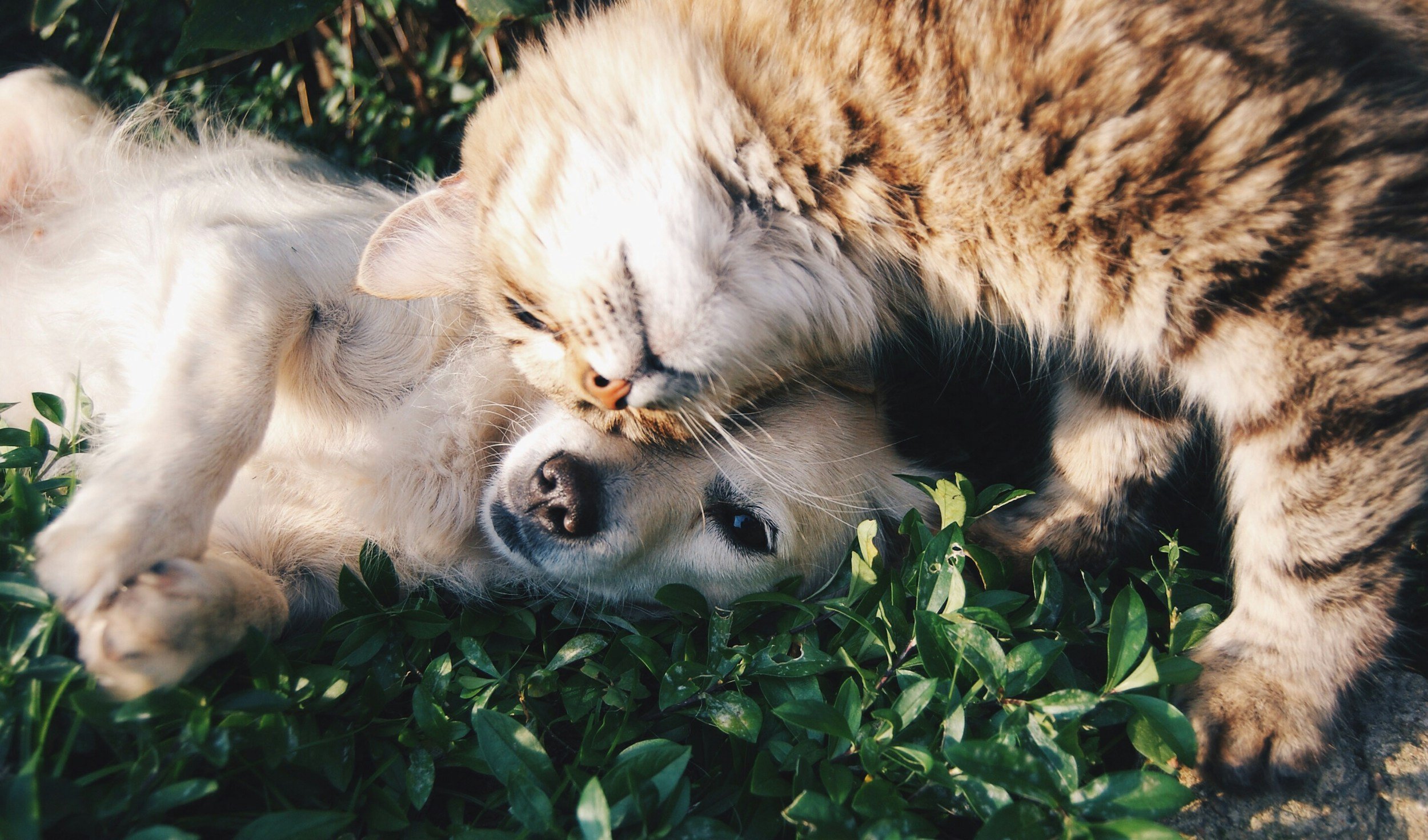 A cat and a dog cuddling and sleeping together outside on green leaves and grass.