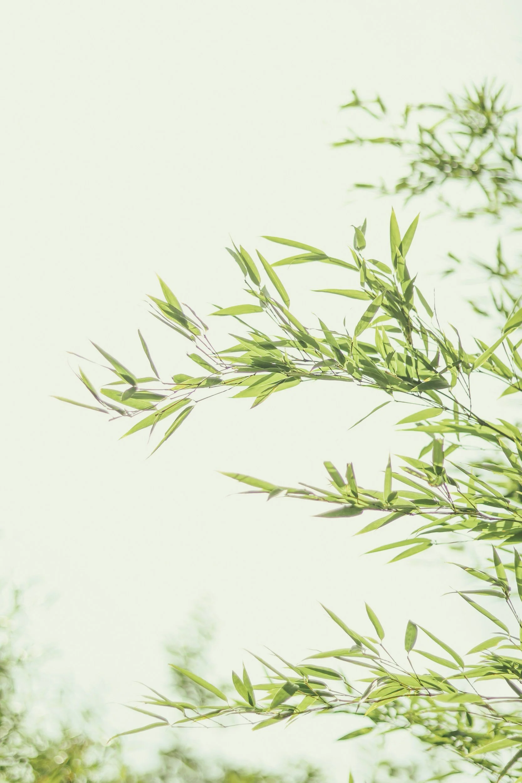 Green bamboo leaves and branches against a light, soft background.