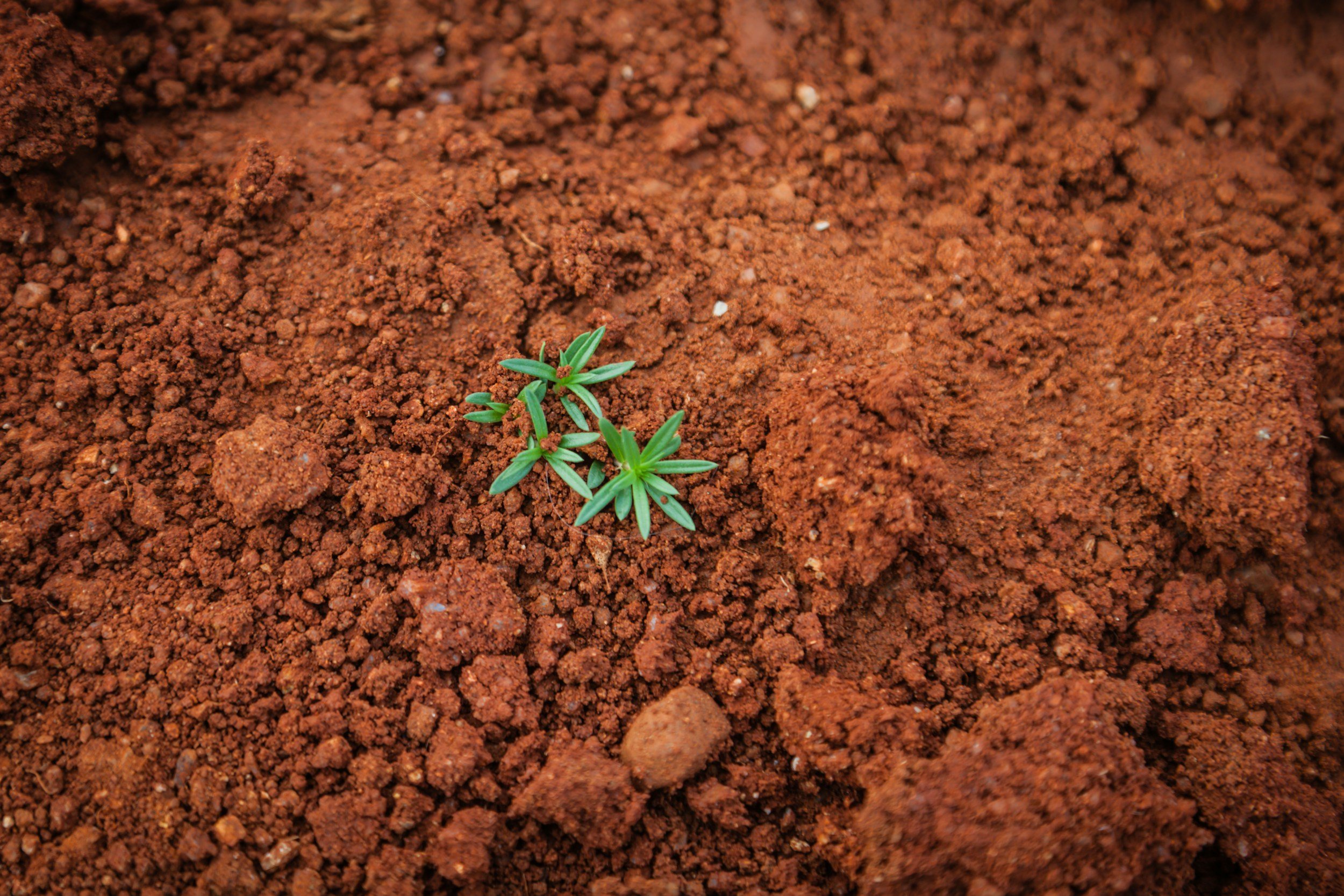 Small green plant growing in reddish-brown soil.