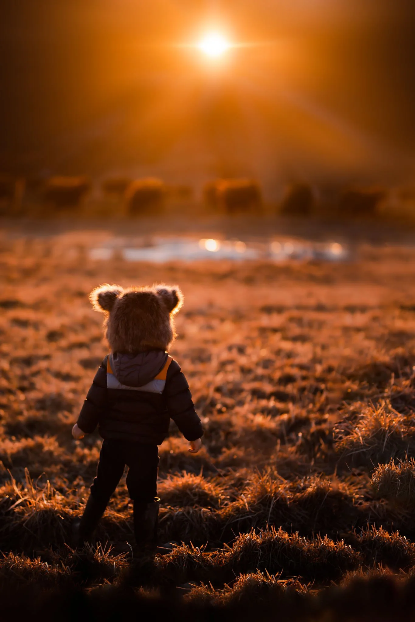 A young child with bear ears on their head wearing a jacket walking in a field during sunset, with the sun shining brightly in the sky and creating a warm glow.