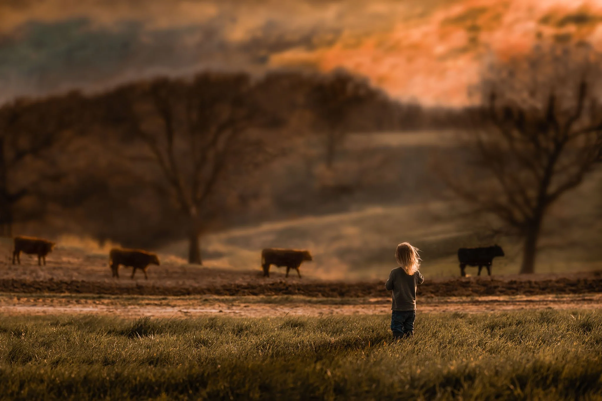 A young girl standing in a grassy field during sunset, gazing at cows grazing and trees in the distance with a colorful sky.