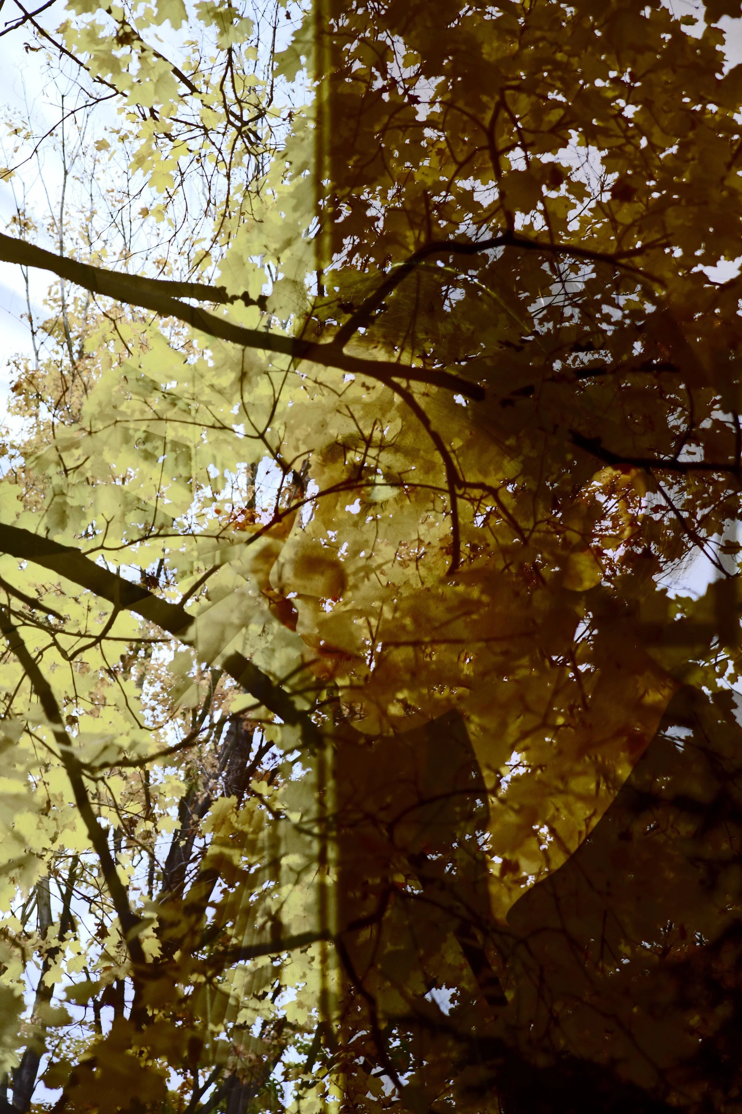 surrealtrees 2.jpg