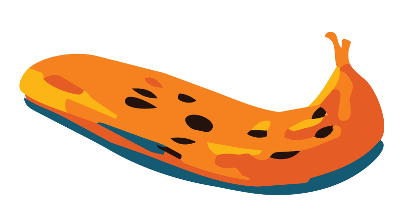Illustration of a slice of roasted pumpkin with seeds