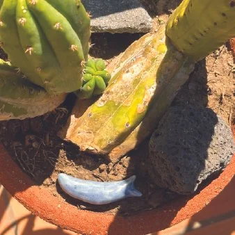 A potted cactus plant with a blue slug among rocks and soil.